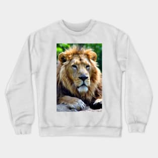 Asiatic Lion Panthera Leo Persica Big Cat Male Crewneck Sweatshirt